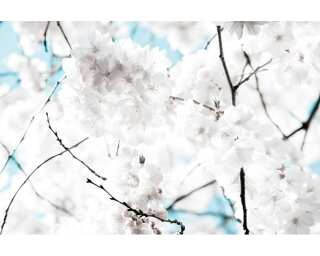Livingwalls Fototapete «White blossom» 036250