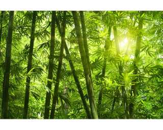 Livingwalls Fototapete «Bamboo forest» 036300