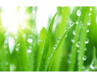 Livingwalls Fototapete «Grass with dewdrops» 036330