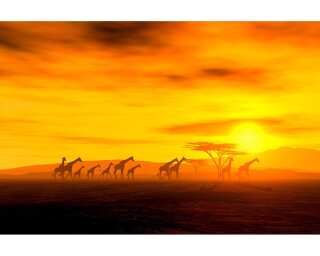 Livingwalls Fototapete «Giraffe in savanna» 036560