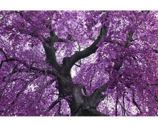 Livingwalls Fototapete «Purple tree» 036590