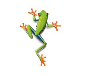 Architects Paper Photo wallpaper «Frog» 470032