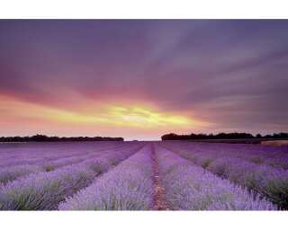 Livingwalls impression numérique «Lavender Field AS» 470300