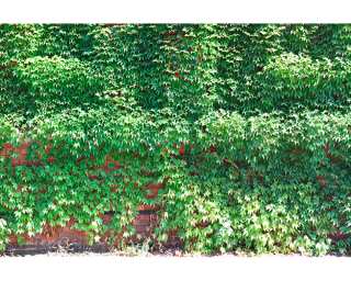 Architects Paper Photo wallpaper «Wall of Leaves» 470410