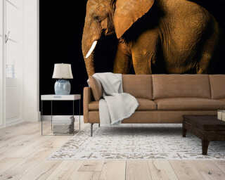 Livingwalls Photo wallpaper «Elefant» DD105428