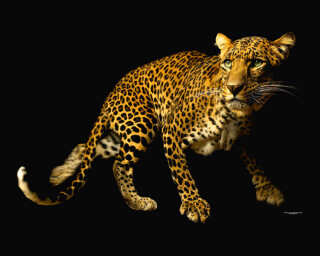 Livingwalls Fototapete «Leopard» DD105438