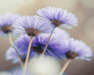 Livingwalls Fototapete «Blume violett» DD106243