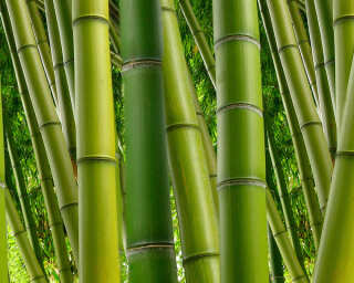 Livingwalls Fototapete «Bambus grün» DD106484