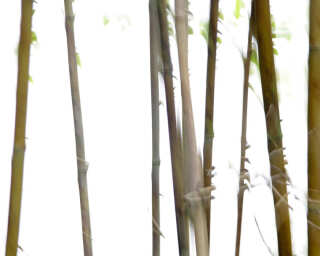 Livingwalls Fototapete «Bambus» DD107636