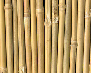 Architects Paper Fototapete «Bambus onBlack» DD108650