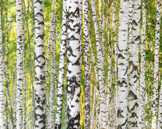 Architects Paper Fototapete «Birch Forest» DD109165