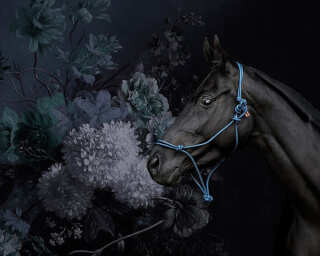 Kathrin und Mark Patel Photo wallpaper «horses 2» DD110649