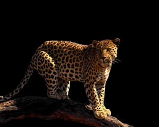 Livingwalls impression numérique «Leopard» DD114652