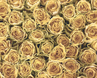 Livingwalls Fototapete «Golden Roses» DD115083