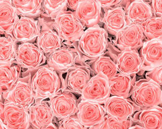 Livingwalls Fototapete «Pink Roses» DD115088