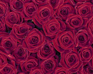 Livingwalls Fototapete «Red Roses» DD115098