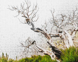 Architects Paper Photo wallpaper «DeathTree1» DD116890