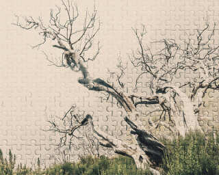 Architects Paper Photo wallpaper «DeathTree2» DD116895