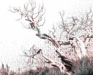 Architects Paper Photo wallpaper «DeathTree3» DD116900