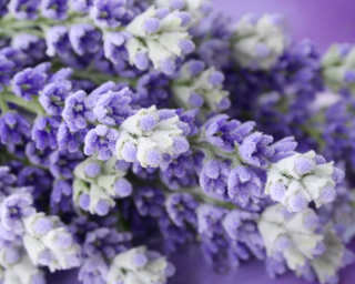 Livingwalls Fototapete «Lavender bunch» DD119448