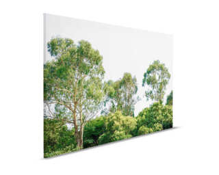 Livingwalls Canvas print «Treetop» DD120290