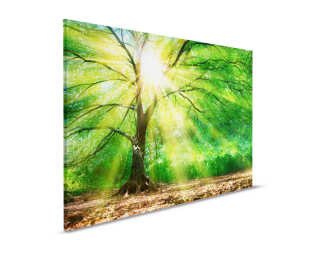 Livingwalls Canvas print «ForestLight» DD120310