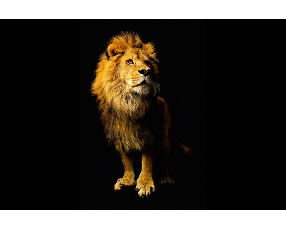 Livingwalls Photo wallpaper «Lion» 470752