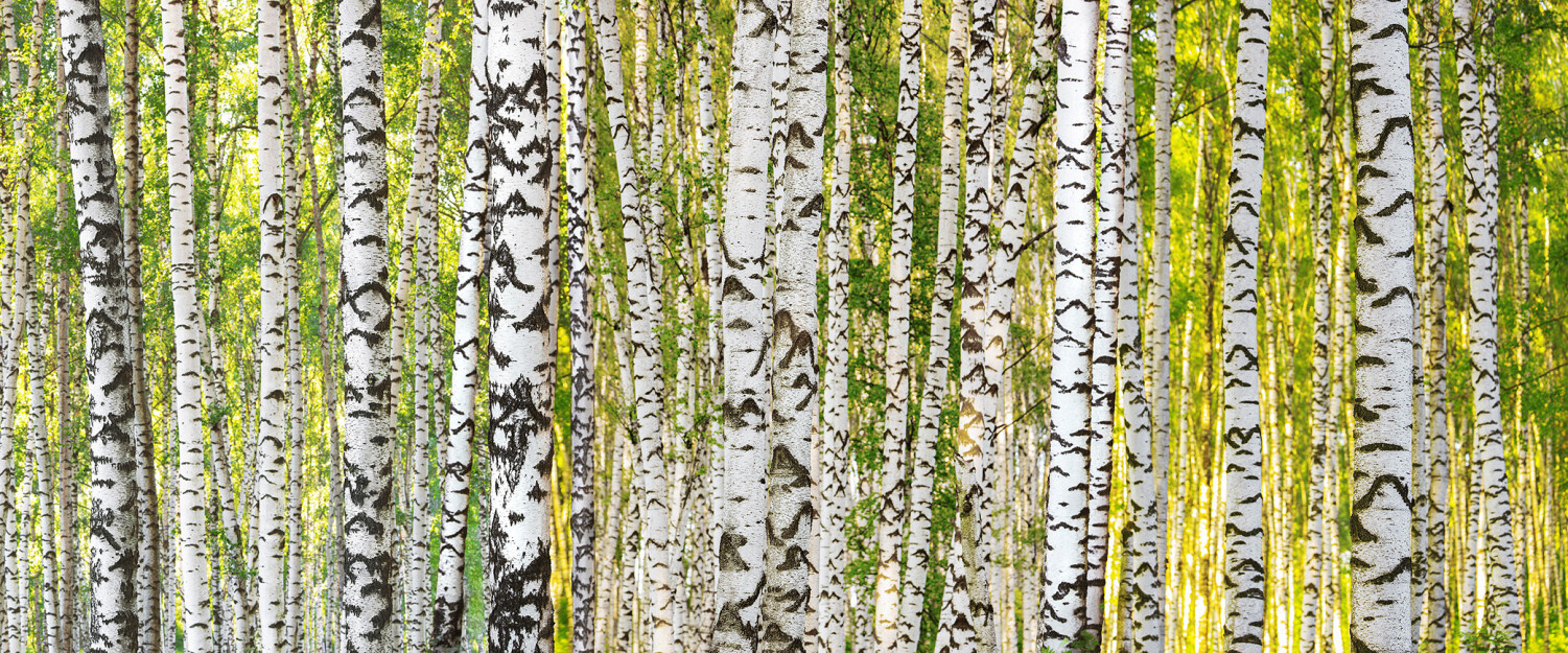 Architects Paper Photo wallpaper «Birch Forest» DD109165